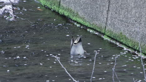 Par-De-Verde-Azulado-De-Alas-Verdes-Forrajeando-Comida-En-El-Río-Meguro-Durante-La-Primavera-En-Tokio,-Japón