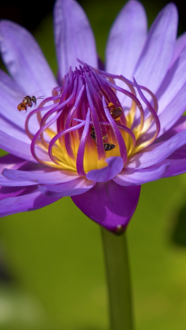 Nærbilde av honningbier som samler pollen fra en lilla vannlilje i sterkt sollys.