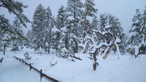 Slow pull away shot of snow covered tress on a cloudy day in Bryce Canyon National Park