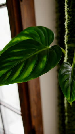 close-up of a beautiful philodendron leaf