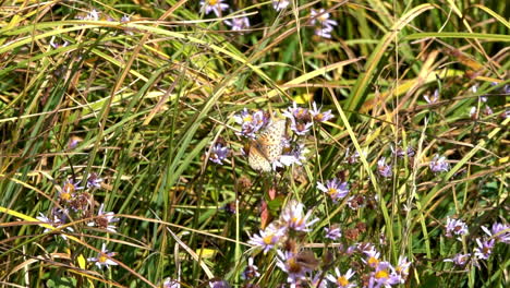 Dos-Mariposas-Mormonas-Fritillary-Recogen-Néctar-De-Las-Flores-Del-Prado