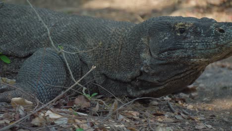 primer plano del dragón de komodo inmóvil en el suelo