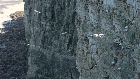 bempton cliffs gannet colony on the north yorkshire coast in england, gannet birds flying in slow motion next to the cliffs