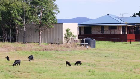 several pigs roam and graze in a grassy field