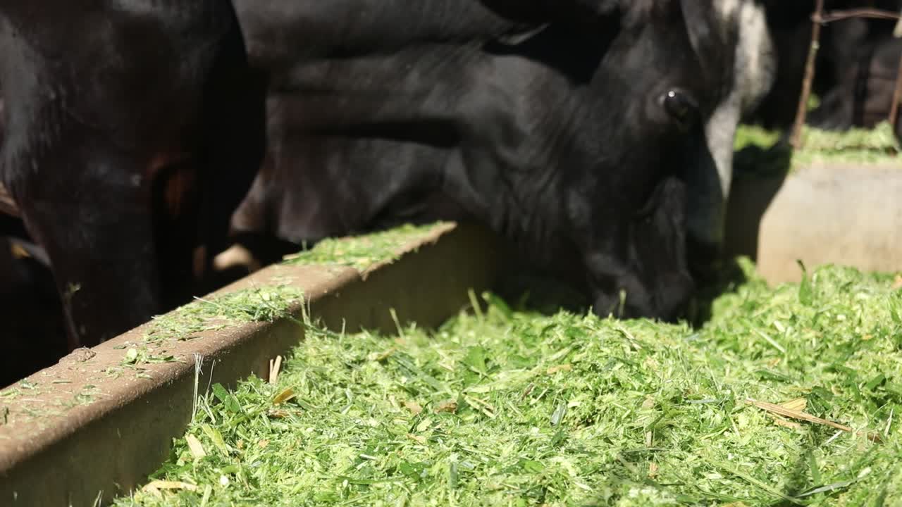Black dairy cows eating freshly cut grass from a feeding trough - isolated close up