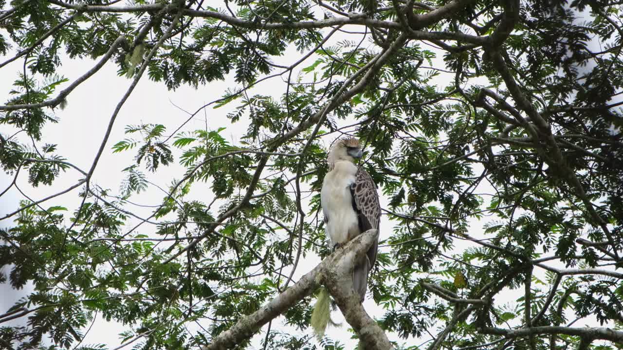 encaramado en una rama mientras mira intensamente hacia la derecha y luego comienza a llamar a sus padres para que vengan a alimentarse y luego gira la cabeza hacia la izquierda, águila filipina pithecophaga jefferyi, filipinas