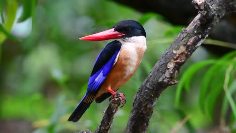 Der-Schwarzkopf-eisvogel-Hat-Einen-Bonbonartigen-Roten-Schnabel-Und-Eine-Schwarze-Kappe,-Die-In-Thailand-Und-Anderen-Asiatischen-Ländern-Zu-Finden-Ist