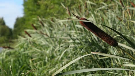 cola de gato, cañas y hierba alta junto al río, grúa disparada de cerca