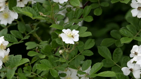 Ein-Blühender-Rosenstrauch-Mit-Mehreren-Blumen-Im-Frühjahr