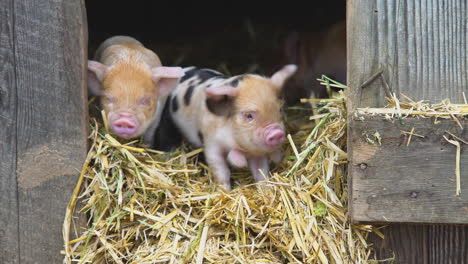 medium close shot of baby pigs looking outside from their cozy barn