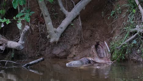 monitor de agua asiático, varanus salvator, tailandia