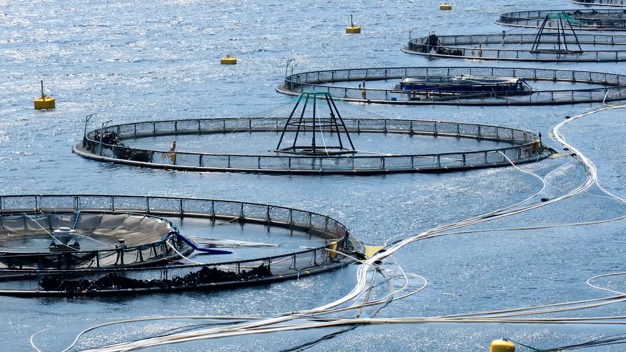 노르웨이의 연어 농장  ⁇ 시