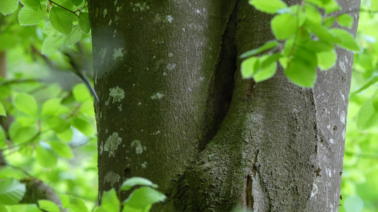 Great tit, popular garden bird, feeding its chicks through small cavity