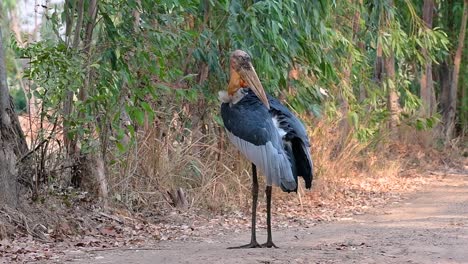 un gran pájaro de la familia de las cigüeñas común en el sur de asia y ahora en peligro de extinción debido a la pérdida de hábitat