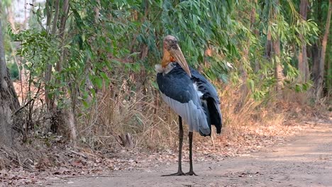 a big bird in the stork family common in southern asia and now endangered due to habitat loss