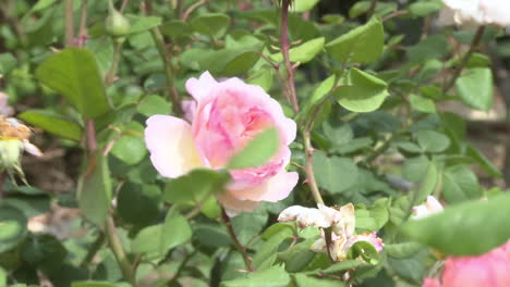 rosa en un jardín