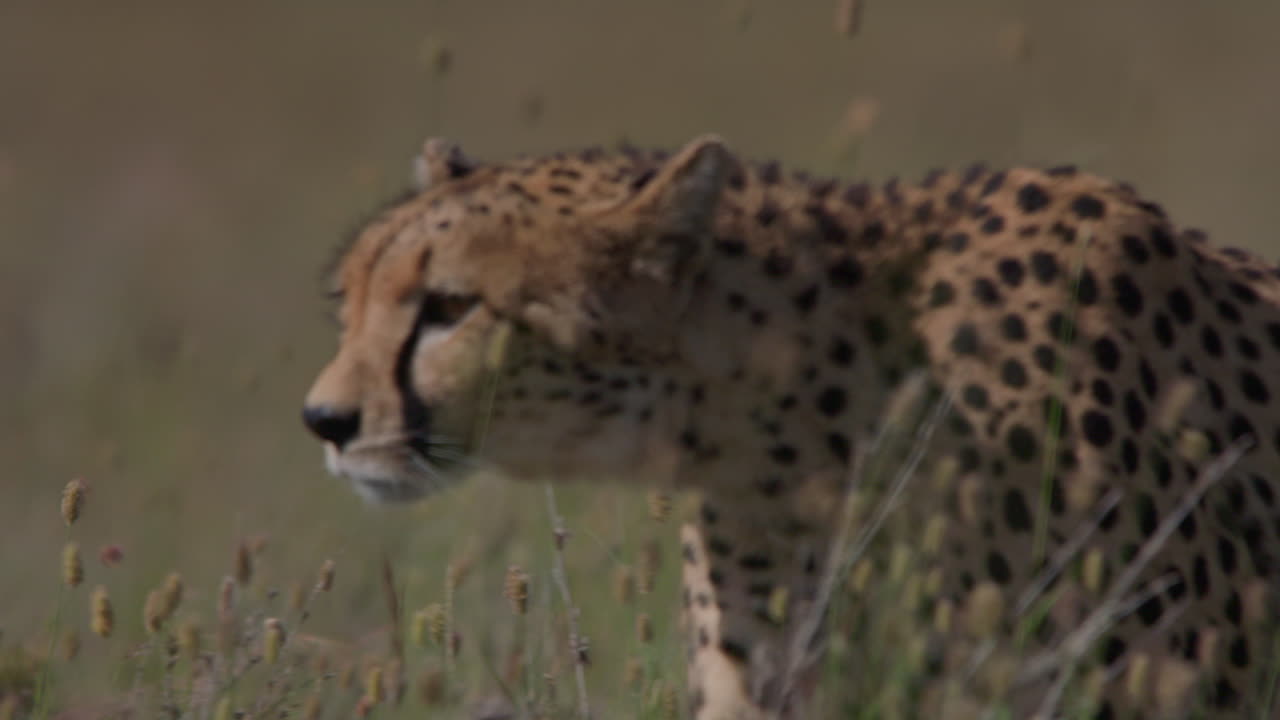 Cheetah Walking Through Tall Grass in Savanna