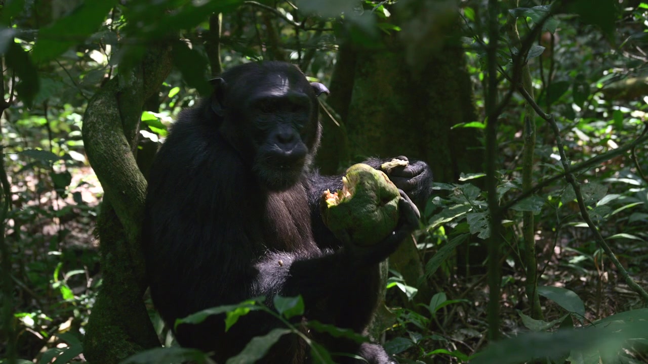 Scimpanzé (Pan troglodytes) seduto pacificamente sul terreno della foresta, mentre mangia un frutto di Trichilia, foresta di Kibale, Uganda