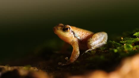 Un-ángulo-Inverso-Macho-De-Rana-Bailarina-De-La-Variedad-Micrixalus-Que-Se-Encuentra-En-Amboli-Sentado-En-Una-Roca-Cubierta-De-Musgo-Crocando-Y-Mostrando-Su-Territorio-En-Los-Ghats-Occidentales-De-La-India-Durante-La-Temporada-Del-Monzón