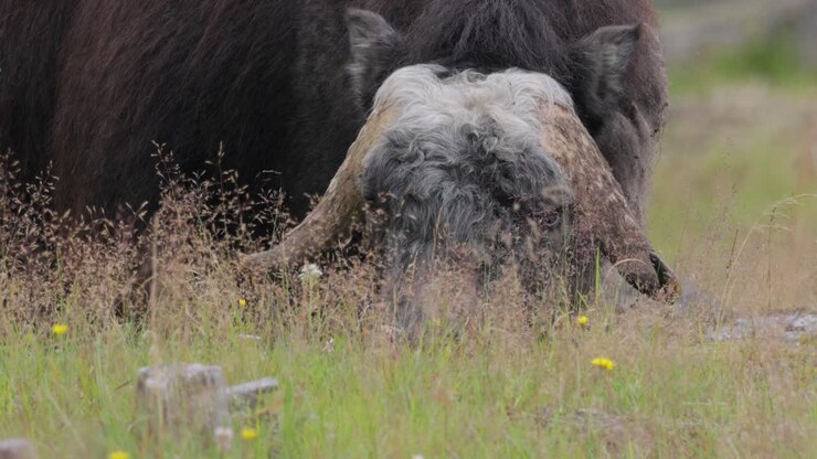 Bue muschiato (Ovibos moschatus, in latino bue-pecora muschiato), anche scritto musk ox e musk-ox, plurale muskoxen o musk oxen, è un mammifero ungulato della famiglia dei Bovidi