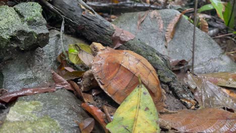 a beautiful asian leaf turtle in the jungle