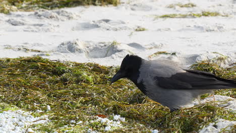 crow foraging on snowy grass by sandy patches