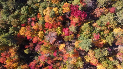 Overhead-aerial-push-in-of-roof-of-car-in-colorful-autumn-forest