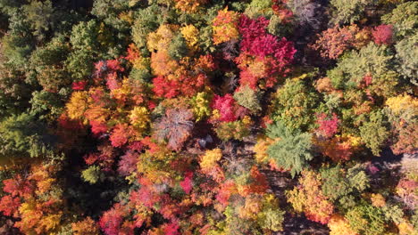 Empuje-Aéreo-Superior-Del-Techo-Del-Coche-En-El-Colorido-Bosque-De-Otoño