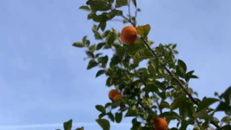 an orange growing on a branch.