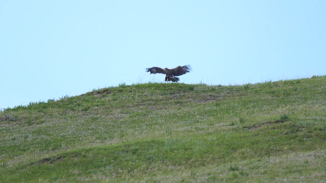 Aquila reale in atterraggio su un pendio erboso