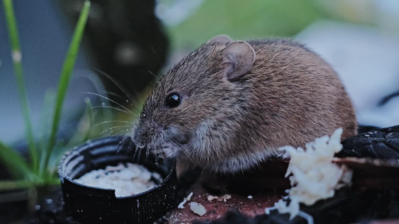 Close up of tiny mouse enjoying food in soft natural daylight outdoors