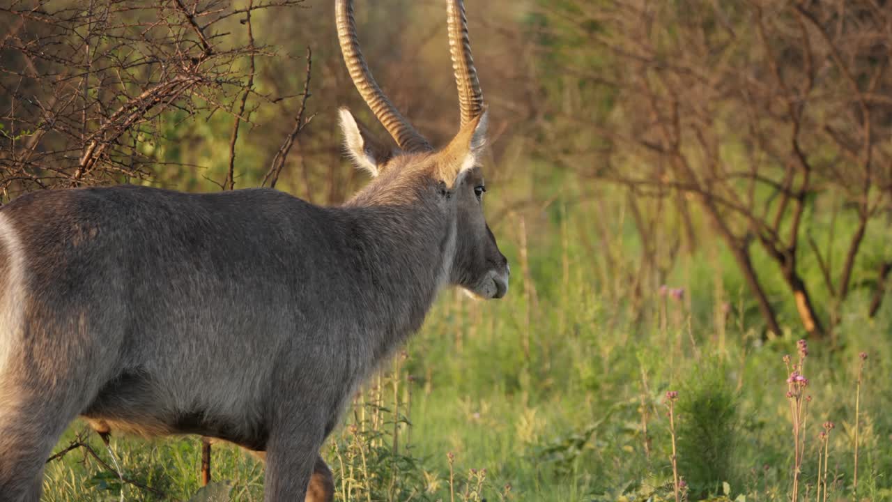 수컷 waterbuck, kobus ellipsiprymnus, 엉덩이에 흰색 고리를 달고 걸어가기