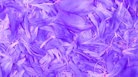 peonía fondo azul abstracto. extremo de primer plano. vista de arriba. movimiento en bucle. rotación 360