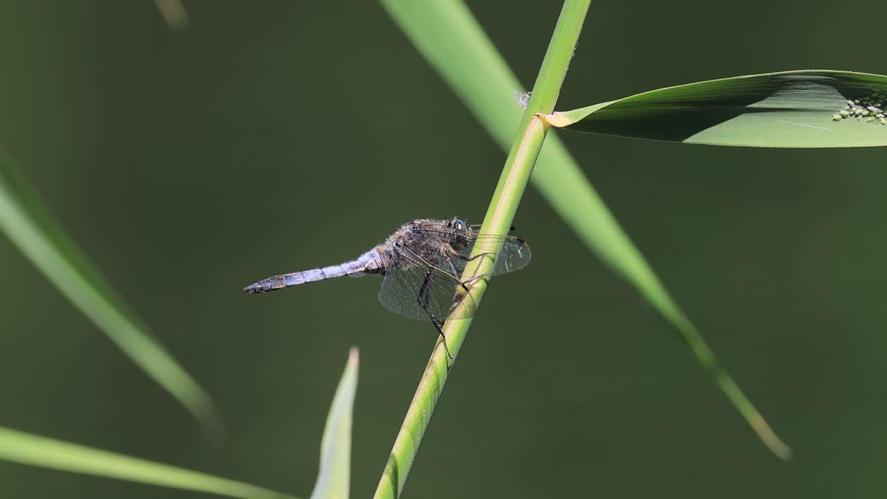 사탕수수 줄기 에 있는 호랑이