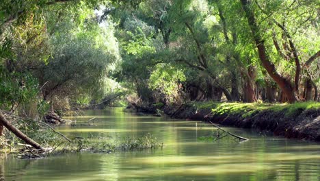 drone flying low over green tranquil waters of danube delta river surrounded by lush foliage forest nature landscape in tulcea, southeast romania - long shot