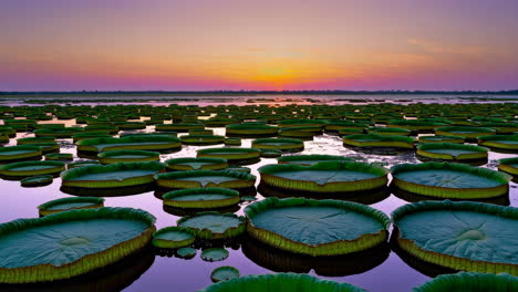 vast field of giant water lilies at sunset