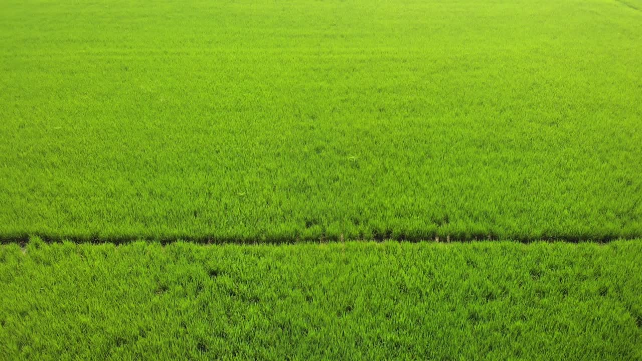 Veduta delle risaie ben organizzate nei campi della Provincia del Punjab, INDIA.