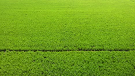 view of the well-organized rice crop in the fields of punjab province, india