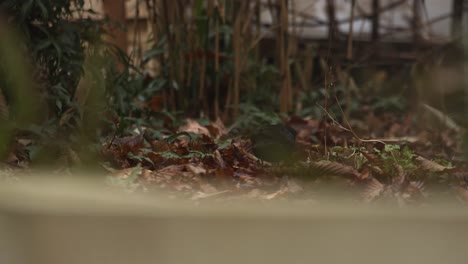 pale-eyed thrush pecking and foraging food in the ground with dry leaves