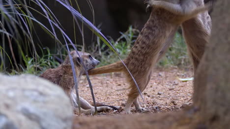 meerkats jugando juntos y abrazándose en el suelo - cámara lenta
