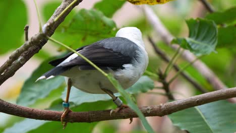 Black-winged-myna,-acridotheres-melanopterus-perched-on-tree-branch,-squatting-down-and-excreting-droppings,-close-up-shot-of-an-endangered-bird-species-in-wildlife-enclosure