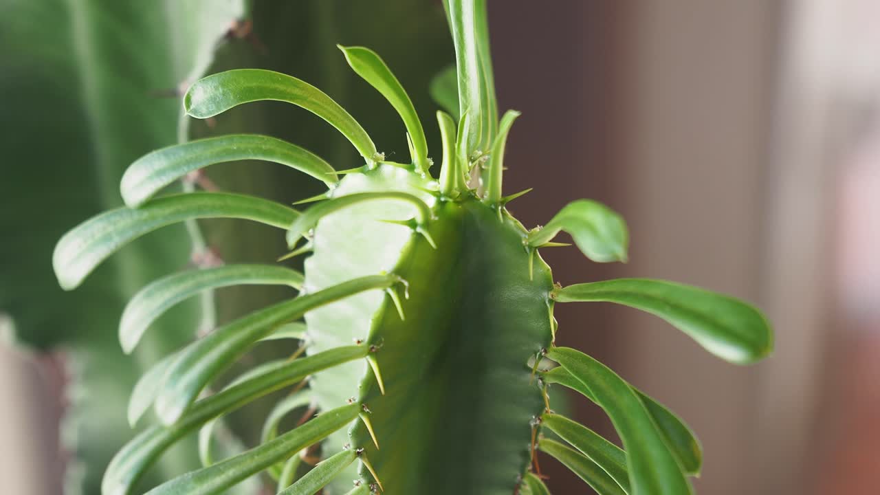 Close-up of a green cactus or succulent plant with leaves and spines