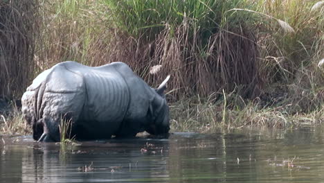 the rare one horned rhino in a river of nepal