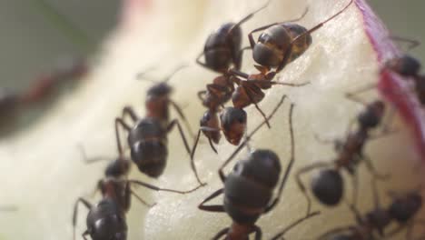 closeup of ant colony eating apple core, teamwork concept, macro