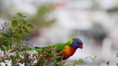 lorikeet colorido interactuando con las flores y volando