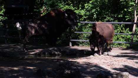 Pareja-De-Bisontes-En-Una-Granja-Con-Un-Pequeño-Estanque