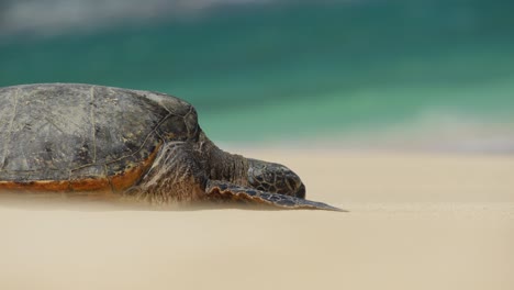 green sea turtle chelonia mydas resting on sandy beach, shallow focus thirds