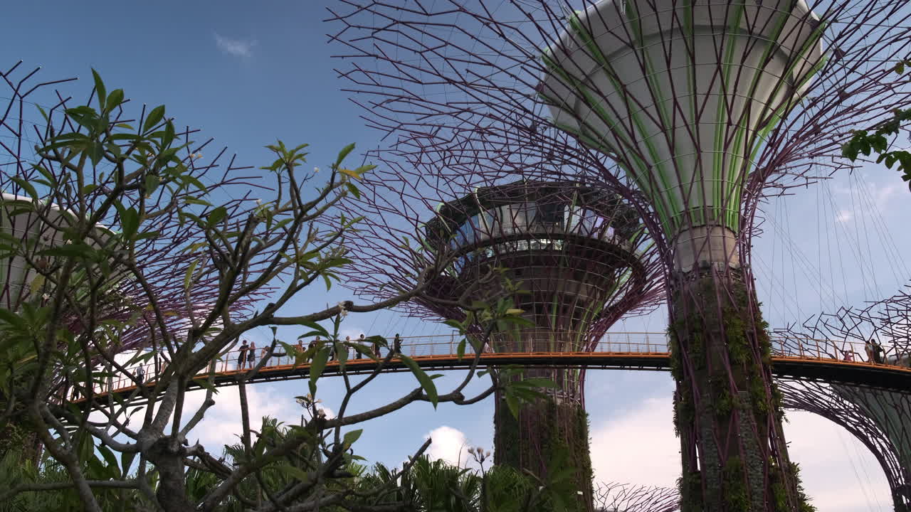 Supertree Grove ai Gardens by the Bay di Singapore