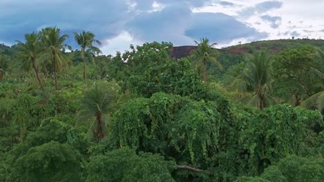 aerial drone footage of dense jungle at dawn in the philippines