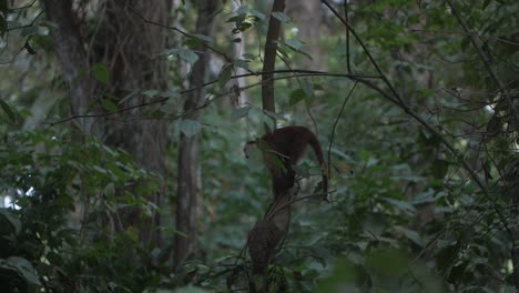 lindo mono capuchino en medio de la selva de colombia